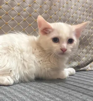 Casper