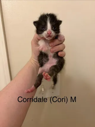 Corridale