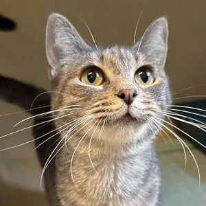 Audrey