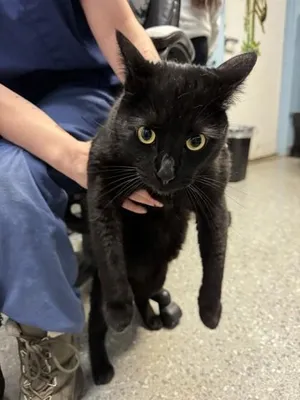 Mr. Shadow