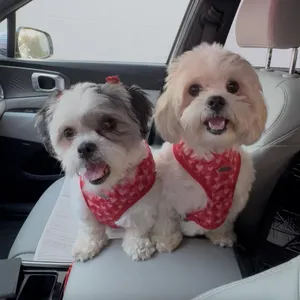 Oreo and Mocha