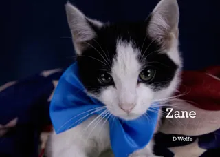 Zane
