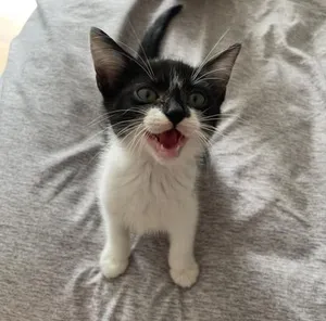 Bundtini
