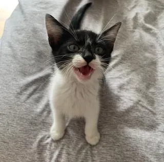 Bundtini