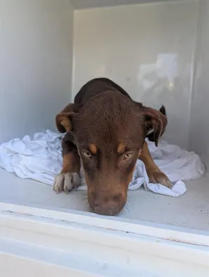 BRUNO