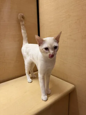 MEW
