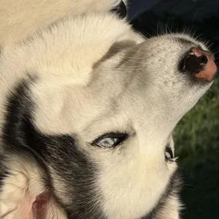 Kiya Courtesy Listed
