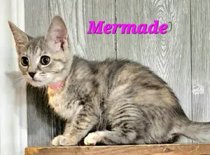 Mermade