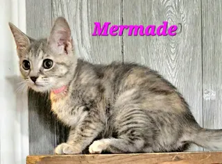Mermade