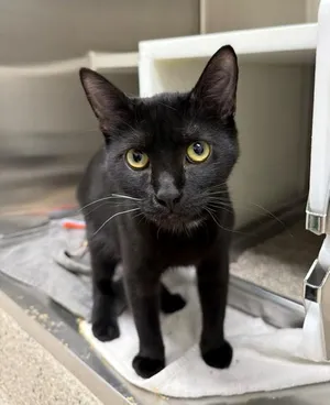 RICKY