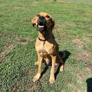 Bailey