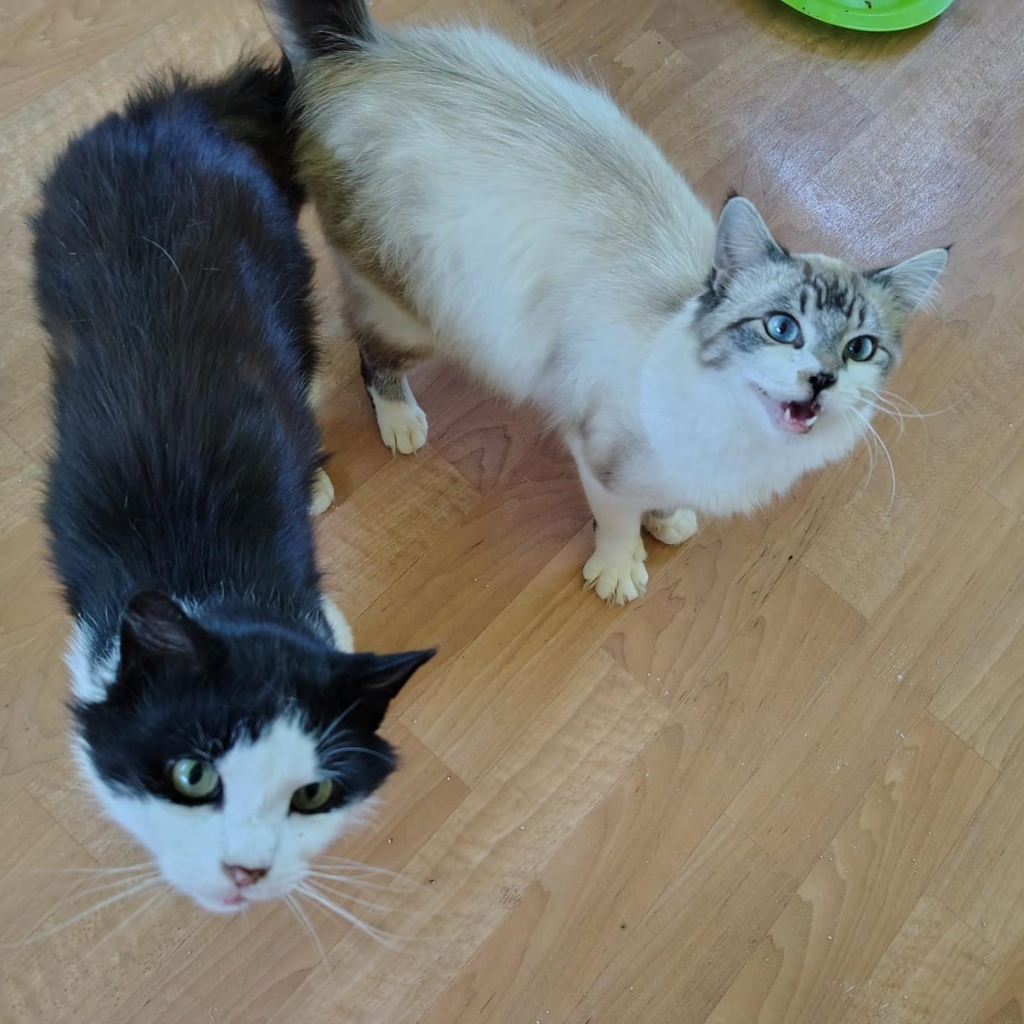 Bastion & Troy