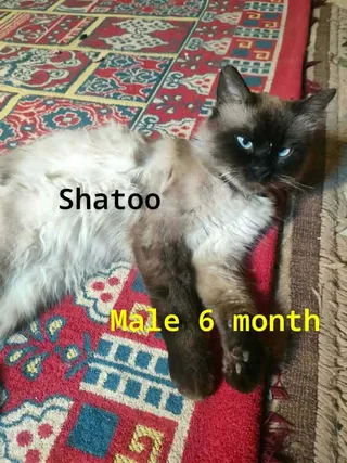 Shatoo (Birman)