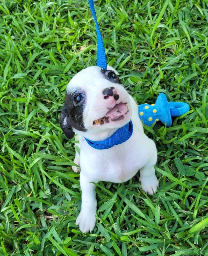 Archie