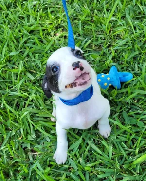 Archie