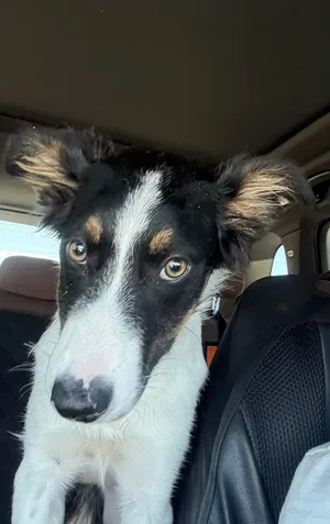 LUNA BELLE