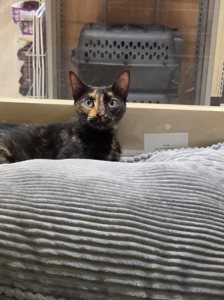 Chili