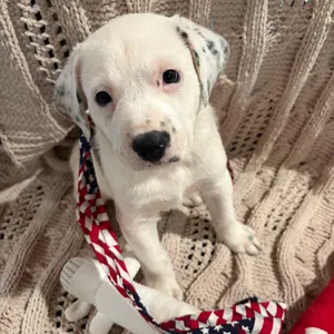 Queen Elizabeth pup 1