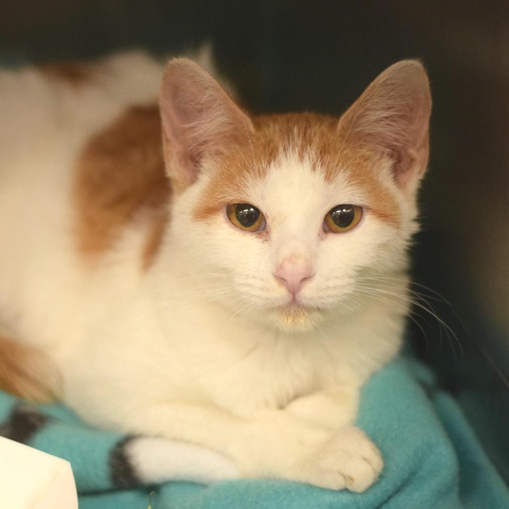 Fanta (Petsmart Belleville)