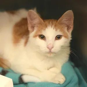 Fanta (Petsmart Belleville)