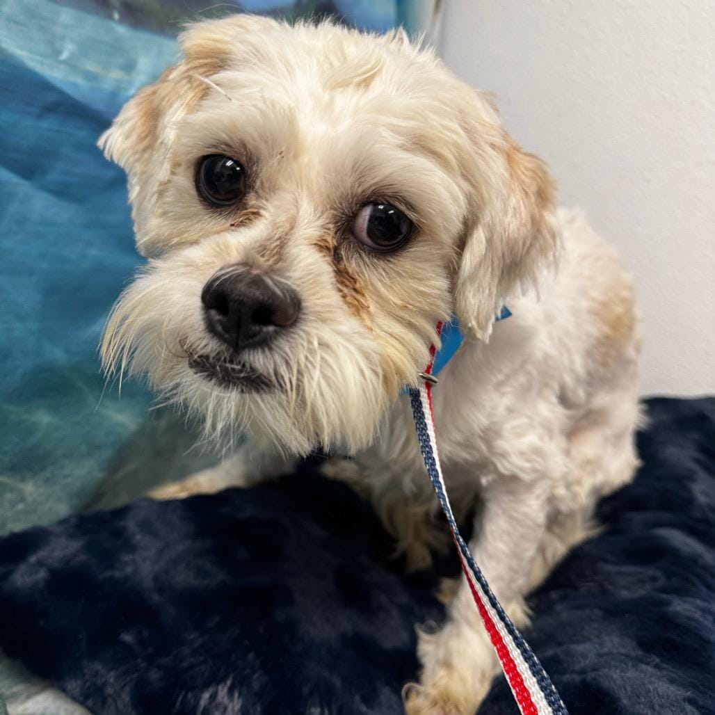 Chewbarka