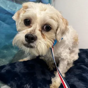 Chewbarka