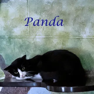 Panda C26-174