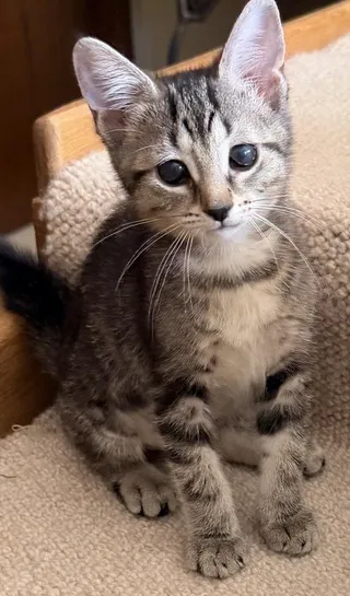 Pizza Puff