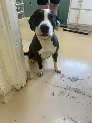 Benji