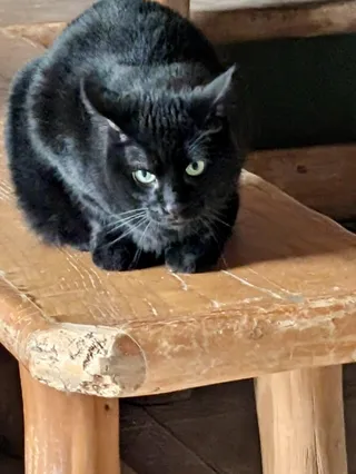 Tappy