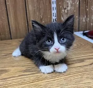 Kitten 27771 (Webster)