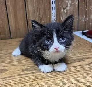 Kitten 27771 (Webster)