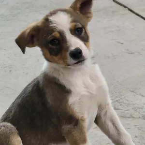 Reba