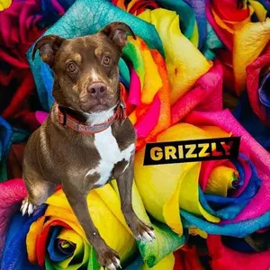 Grizzly