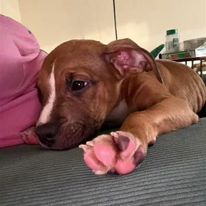 Coco Puff 5