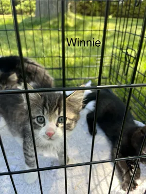 Winnie