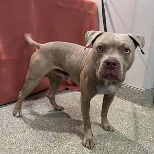 IVHS-Stray-139660