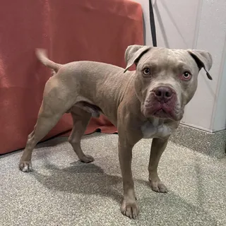 IVHS-Stray-139660
