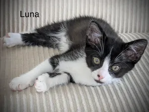 Luna