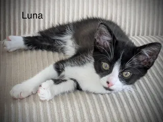 Luna