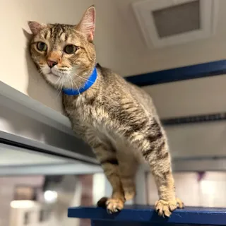Dennis