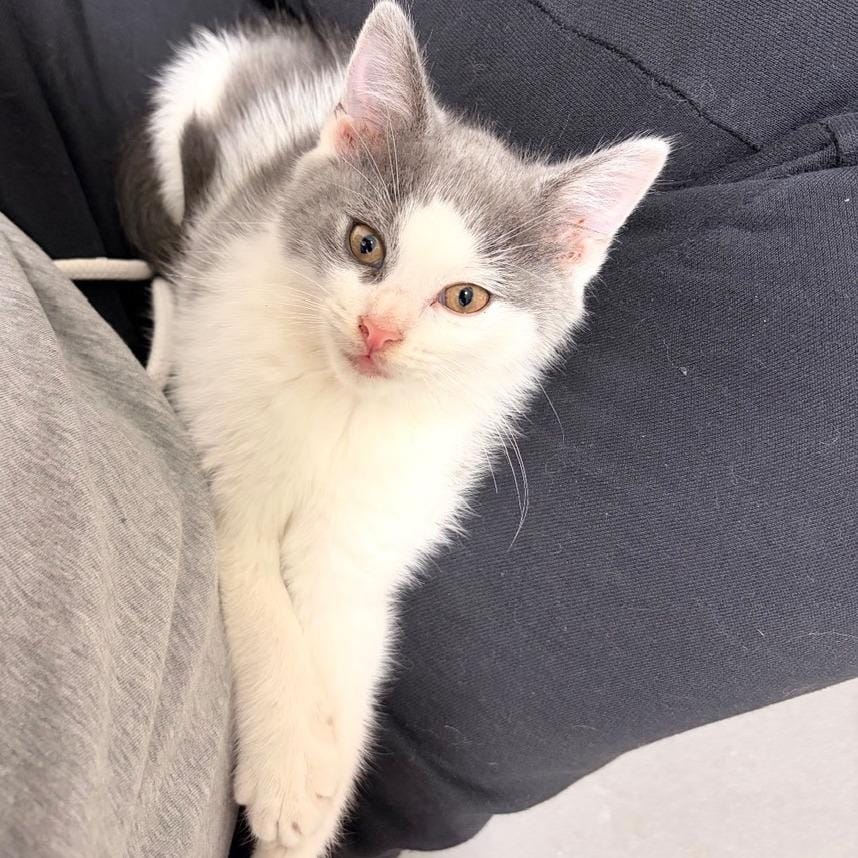 Fez FKA Kat