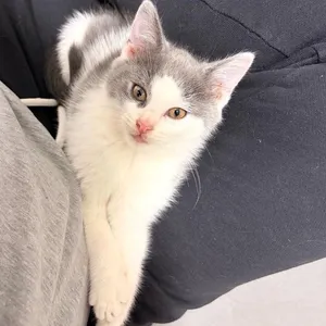 Fez FKA Kat