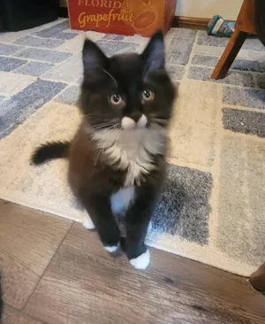 Cozmo