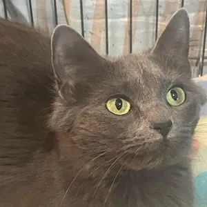 Mochi