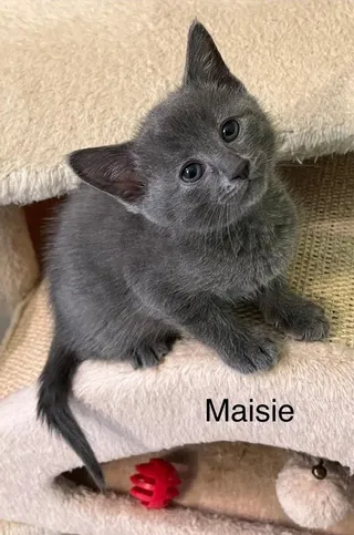 Maizie