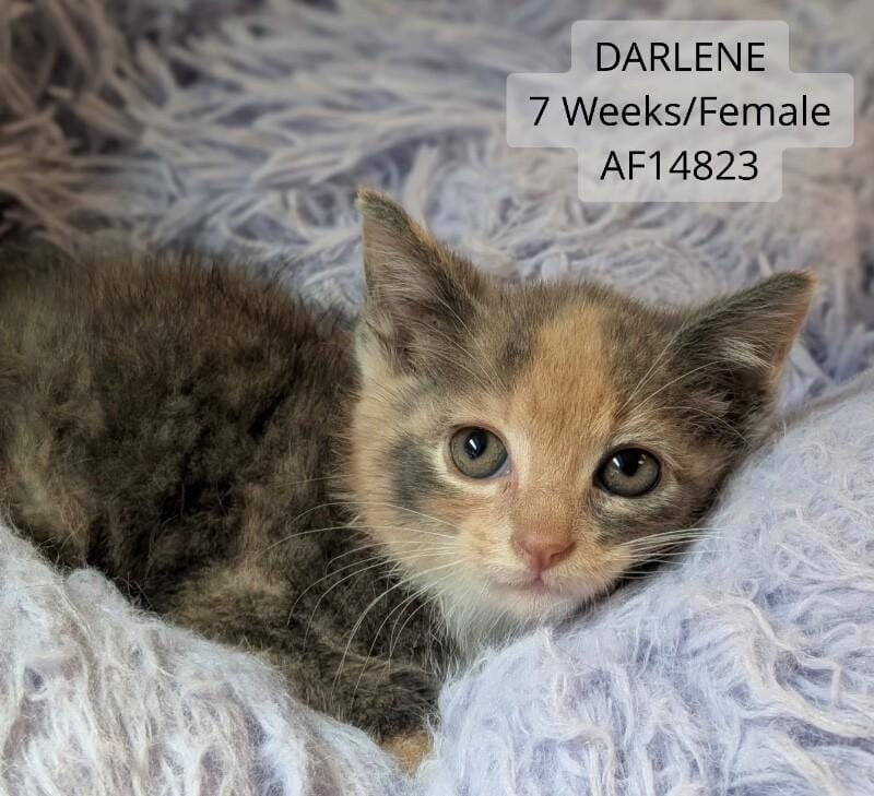 Darlene