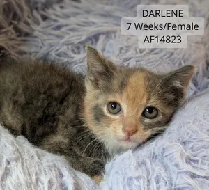 Darlene