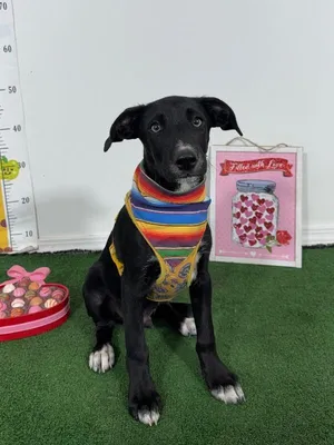 Jojo-One of our Amazing Rescue Dogs