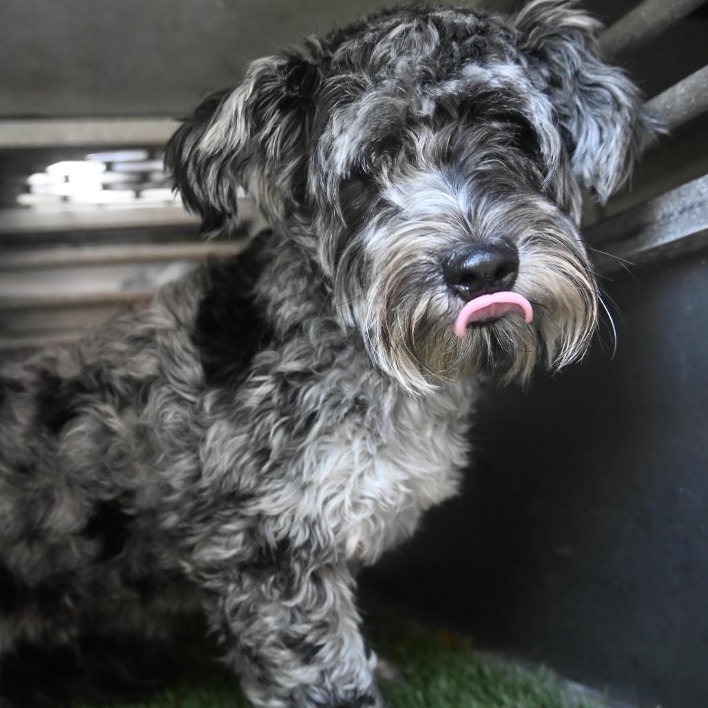 Benji